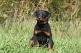 BEAUCERON - PUPPIES 164